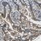 ENaC-Beta antibody, PA5-53342, Invitrogen Antibodies, Immunohistochemistry frozen image 