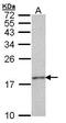 H3 Histone Family Member 3B antibody, PA5-27507, Invitrogen Antibodies, Western Blot image 