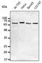 Lamin A/C antibody, AB0093-100, Origene, Western Blot image 