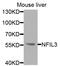 Nuclear Factor, Interleukin 3 Regulated antibody, abx005501, Abbexa, Western Blot image 
