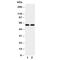 Cytochrome P450(scc) antibody, R30784, NSJ Bioreagents, Western Blot image 