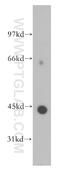 Potassium Voltage-Gated Channel Subfamily J Member 13 antibody, 12657-1-AP, Proteintech Group, Western Blot image 