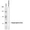 Ephrin B1 antibody, PPS049, R&D Systems, Western Blot image 
