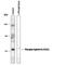 Ephrin B1 antibody, PPS049, R&D Systems, Western Blot image 