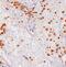 Golgi Phosphoprotein 3 antibody, A01333-1, Boster Biological Technology, Immunohistochemistry frozen image 