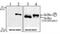 NFKB Inhibitor Alpha antibody, NB100-56724, Novus Biologicals, Western Blot image 
