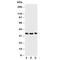 Granzyme A antibody, R30665, NSJ Bioreagents, Western Blot image 