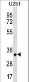 N-acetylneuraminate lyase antibody, LS-C158417, Lifespan Biosciences, Western Blot image 