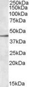 Sialic Acid Binding Ig Like Lectin 8 antibody, NBP1-06078, Novus Biologicals, Western Blot image 