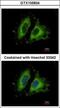 GIT ArfGAP 1 antibody, GTX105824, GeneTex, Immunofluorescence image 