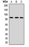 Hook Microtubule Tethering Protein 1 antibody, LS-C668159, Lifespan Biosciences, Western Blot image 