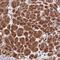Zinc Finger Protein 565 antibody, NBP1-81951, Novus Biologicals, Immunohistochemistry frozen image 