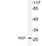 Nerve Growth Factor antibody, LS-B14505, Lifespan Biosciences, Western Blot image 
