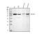 WD Repeat Domain 1 antibody, M04814-1, Boster Biological Technology, Western Blot image 