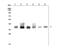 Forkhead Box F1 antibody, A03563-1, Boster Biological Technology, Western Blot image 