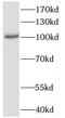 CWF19 Like Cell Cycle Control Factor 2 antibody, FNab02087, FineTest, Western Blot image 
