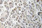 SMAD Family Member 3 antibody, LS-C177436, Lifespan Biosciences, Immunohistochemistry paraffin image 