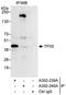 Transcription Elongation Factor A1 antibody, A302-239A, Bethyl Labs, Immunoprecipitation image 