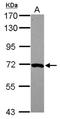 Monooxygenase DBH Like 1 antibody, NBP2-19385, Novus Biologicals, Western Blot image 
