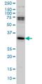 DNA-3-methyladenine glycosylase antibody, H00004350-M08, Novus Biologicals, Western Blot image 