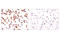 Insulin Like Growth Factor 1 Receptor antibody, 14534S, Cell Signaling Technology, Immunohistochemistry paraffin image 