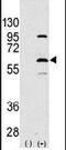 Elongator complex protein 3 antibody, PA5-11251, Invitrogen Antibodies, Western Blot image 