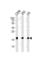 Small Ubiquitin Like Modifier 2 antibody, abx034921, Abbexa, Western Blot image 