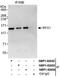 Regulatory Factor X1 antibody, NBP1-52653, Novus Biologicals, Western Blot image 