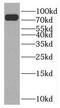Nuclear FMR1 Interacting Protein 2 antibody, FNab05911, FineTest, Western Blot image 