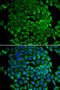Cytochrome C, Somatic antibody, 13-087, ProSci, Immunofluorescence image 