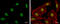 Protein Kinase, DNA-Activated, Catalytic Subunit antibody, GTX109673, GeneTex, Immunofluorescence image 