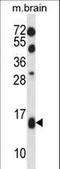 Elongin B antibody, LS-C161766, Lifespan Biosciences, Western Blot image 