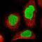 REPIN1 antibody, NBP1-89059, Novus Biologicals, Immunofluorescence image 