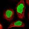 Replication Initiator 1 antibody, NBP1-89059, Novus Biologicals, Immunofluorescence image 