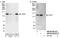 Zinc Fingers And Homeoboxes 3 antibody, NB100-68219, Novus Biologicals, Western Blot image 