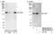 Kiaa0395 antibody, NB100-68219, Novus Biologicals, Western Blot image 