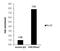 Histone Cluster 4 H4 antibody, NBP2-42860, Novus Biologicals, Chromatin Immunoprecipitation image 