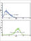 Interferon Beta 1 antibody, abx033989, Abbexa, Western Blot image 