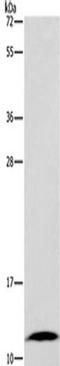 Fatty Acid Binding Protein 6 antibody, TA349953, Origene, Western Blot image 