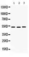 Cell Division Cycle 25C antibody, PA5-79017, Invitrogen Antibodies, Western Blot image 