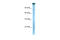 TATA-Box Binding Protein Associated Factor 1 antibody, 27-611, ProSci, Western Blot image 