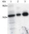 FYN Proto-Oncogene, Src Family Tyrosine Kinase antibody, MA1-19331, Invitrogen Antibodies, Immunoprecipitation image 