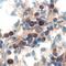 Interleukin 15 antibody, PA5-47014, Invitrogen Antibodies, Immunohistochemistry paraffin image 
