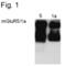 Glutamate Metabotropic Receptor 1 antibody, PA1-4663, Invitrogen Antibodies, Western Blot image 