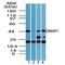 DNA Methyltransferase 1 Associated Protein 1 antibody, PA5-23214, Invitrogen Antibodies, Western Blot image 