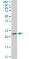 Progesterone Receptor Membrane Component 2 antibody, H00010424-M04, Novus Biologicals, Western Blot image 