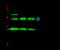 Latexin antibody, 10211-RP02, Sino Biological, Immunoprecipitation image 