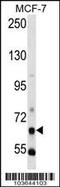 Phosphoenolpyruvate Carboxykinase 1 antibody, 63-393, ProSci, Western Blot image 