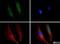 DISC1 Scaffold Protein antibody, NB110-40775, Novus Biologicals, Immunofluorescence image 