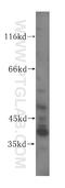 Transcription Elongation Factor A3 antibody, 17158-1-AP, Proteintech Group, Western Blot image 